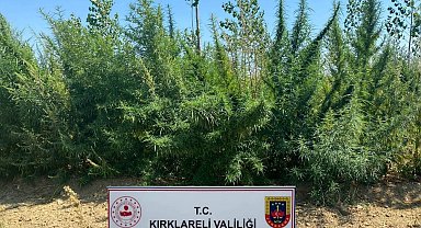 Kırklareli'nde 1 milyon 896 bin 550 kök kenevir ele geçirildi