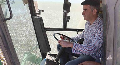 Koçarlı'da pamuk hasadı başladı