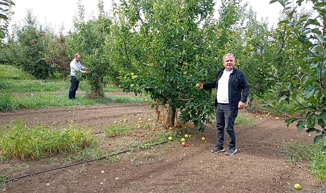 Konya'nın üretim merkezi ilçesinde elma hasadı sürüyor