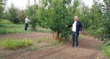 Konya'nın üretim merkezi ilçesinde elma hasadı sürüyor