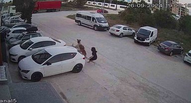 Köpeğini başıboş köpeklerden korumak için kendini siper etti