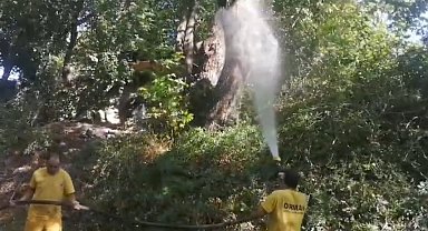 Köyceğiz'de uzun antenli böceğine karşı biyolojik çözüm