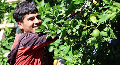 Kozan limonu Avrupa ve Asya ülkeleri için tırlara yüklendi