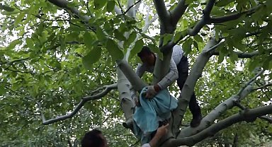 Kuraklığa rağmen Kırşehir'de bahçelerde ceviz hasadı başladı