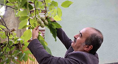Küresel ısınma cevizi de vurdu