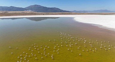 Kuş cenneti Acıgöl'de flamingoların göç yolculuğu