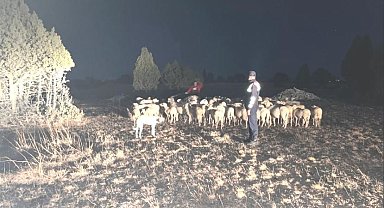 Kütahya'da kaybolan 92 küçükbaş hayvanı jandarma buldu