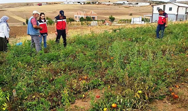 Kütahya'da TAKE projelerinden domates ve biber üretim alanları denetlendi