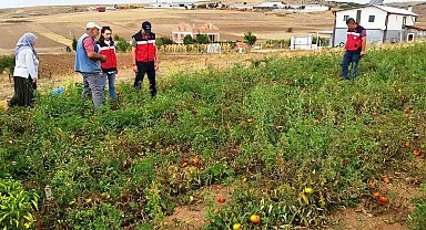 Kütahya'da TAKE projelerinden domates ve biber üretim alanları denetlendi