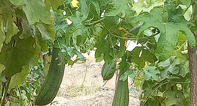 Lif kabakları hasat için sayıyor