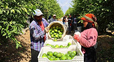 Limon bahçede 8, market ve pazarda 25 lira