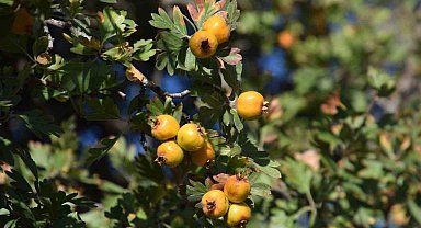 Malatya'da alıç hasadı