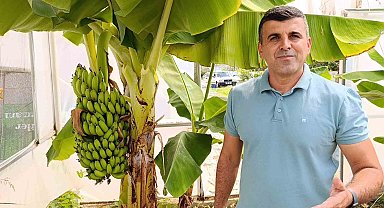 Manavgat'ta hobi bahçesinde zeytin ve muz hasadı