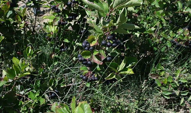 Mersin'de aronya hasadı başladı