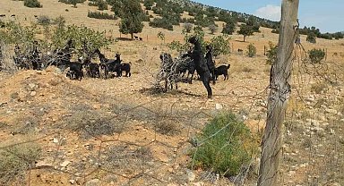 Meyveli Antep fıstığı fidanları keçilere yem oldu