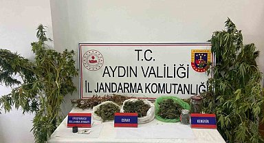 Mısır tarlasına uyuşturucu ekti, jandarmadan kaçamadı
