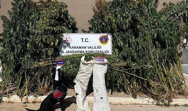 Mısır tarlasında uyuşturucu operasyonu: 1 gözaltı