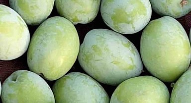 Mut Belediye Başkanı Orhan: "Bu yıl 220 bin ton zeytin rekoltesi beklentimiz var"