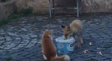 Nemrut Dağı'nda kedi ile tilki aynı kapta yemek yedi