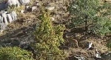 Nesli tükenme tehlikesi altında bulunan dağ keçileri Maden'de görüntülendi