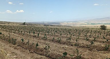 Niğde'de üreticiye 80 milyon 964 bin destek sağlanacak