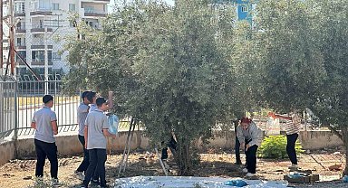 Öğrenciler okul bahçesinde zeytin topladı