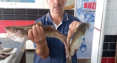 Ordu'da balıkçılar 1,5 kilogramlık mezgit yakaladı