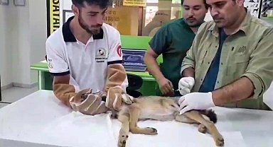 Ormancılar tarafından bulunan yaralı çakal tedavi altına alındı