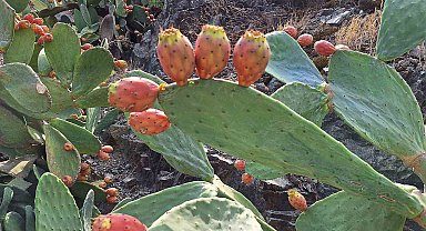 Ortaca'da dikenli incir çalışmaları başladı