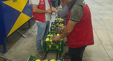 Ortaca'da nar ve limon ihracatında rekor beklentisi