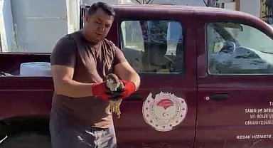 Osmaniye'de bahçede yaralı bulunan atmaca tedavi altına alındı