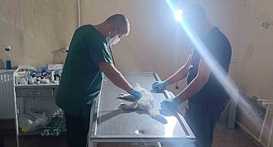 Otomobilin çarptığı kedi kalp masajıyla kendine geldi