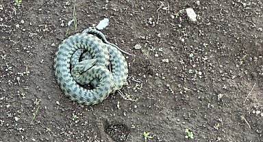 Patnos'ta zehirli yılan paniği