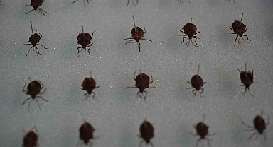 Profesör açıkladı: "Kahverengi kokarcanın fındıktaki zararı yüzde 40"