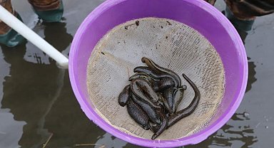 Samsun'dan tıbbi sülük ihracatı