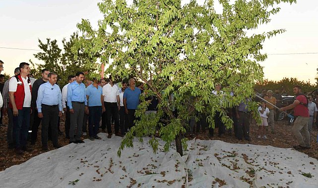 Şanlıurfa'da badem hasadı çiftçiyi memnun etti