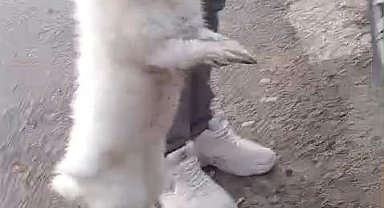 Şapkadan değil, motordan tavşan çıkarttı
