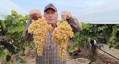 Sarıgöl'de her gün 400 ton üzüm kesiliyor