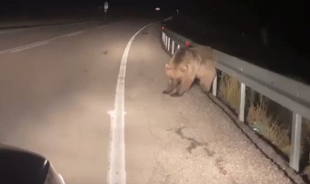 Sarıkamış'ta ayının kaşınma anı kamerada