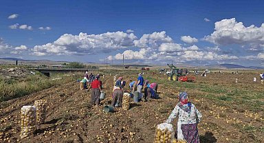 Satamadığı patatesleri halka ücretsiz dağıttı