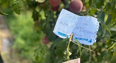 Şeftali ağacına asılan not kalpleri ısıttı