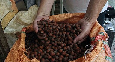 Serbest piyasada fındık fiyatı randımana bağlı