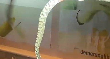 Seyir halindeki aracın kaputundan yılan çıktı