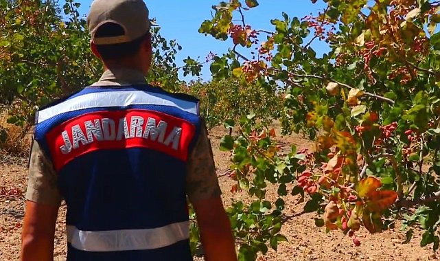 Siirt'te fıstık hırsızlığına karşı jandarmadan dronlarla koruma