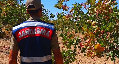 Siirt'te fıstık hırsızlığına karşı jandarmadan dronlarla koruma