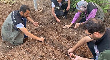 Siirt'te salep üretimi için deneme alanı kuruldu