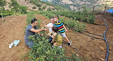 Sındırgı'da Aronya hasadı başladı