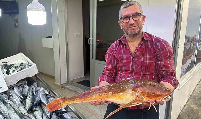 Sinop'ta ağlara takılan kırlangıç balığı ilgi odağı oldu