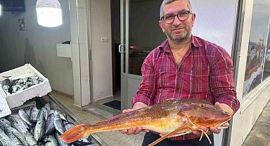 Sinop'ta ağlara takılan kırlangıç balığı ilgi odağı oldu