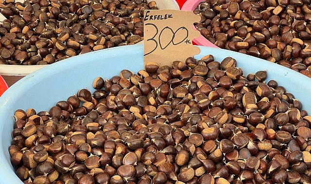 Sinop'ta kestane hasadı başladı
